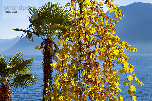Europa Herbst Lago Maggiore Schweiz