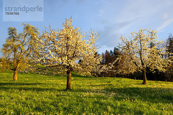 Kirschbaum Kirsche Europa Blüte Abenddämmerung Schweiz