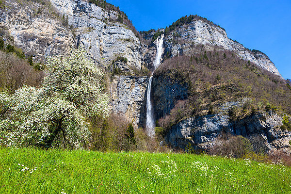 Birnbaum Felsbrocken Europa Steilküste Blüte Wasserfall Wiese Schweiz
