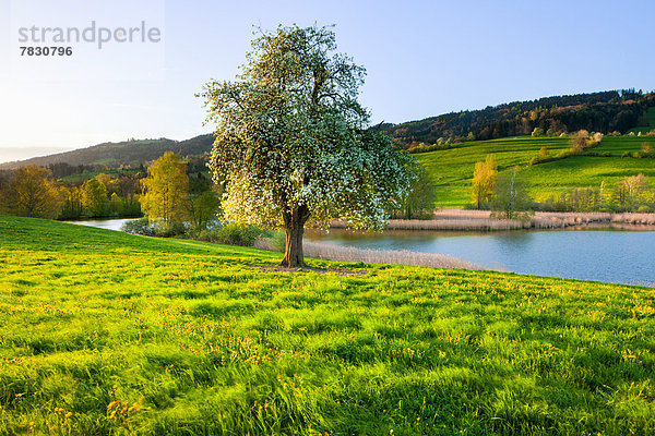 Birnbaum Naturschutzgebiet Europa Baum Blüte Wiese Teich Schilf Schweiz