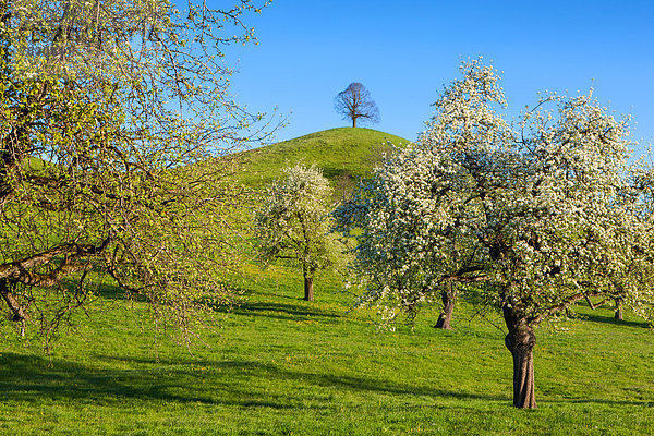 Birnbaum Europa Baum Hügel Blüte Wiese Schweiz