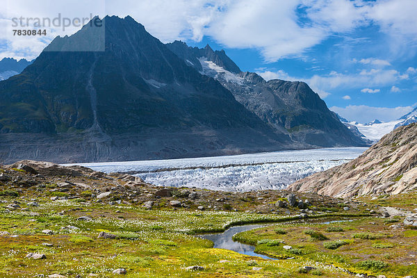 Europa Berg See Eis Natur Gletscher Moräne UNESCO-Welterbe Wollgras Schweiz Aletschgletscher