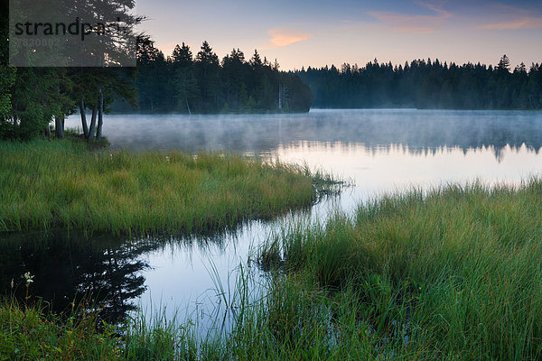 Naturschutzgebiet Europa Spiegelung Wald See Natur Pflanze Holz Seeufer Nebel Schweiz Morgenstimmung