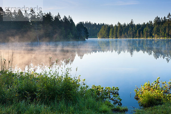 Naturschutzgebiet Europa Spiegelung Wald See Natur Pflanze Holz Seeufer Nebel Schweiz Morgenstimmung