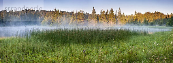 Naturschutzgebiet Europa Wald See Natur Pflanze Holz Seeufer Nebel Schweiz Morgenstimmung