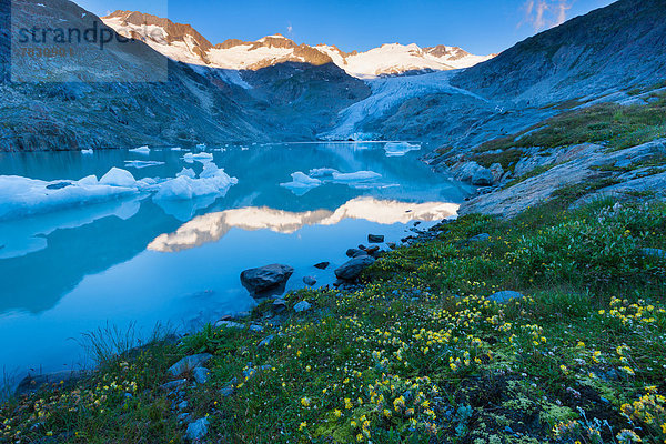 Europa Berg Spiegelung See Eis Pflanze Gletscher Morgendämmerung Seeufer Bern Berner Oberland Schweiz Morgenlicht