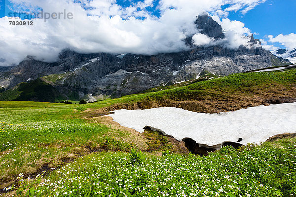 Europa Berg Wolke Wiese Bern Berner Oberland Schnee Schweiz