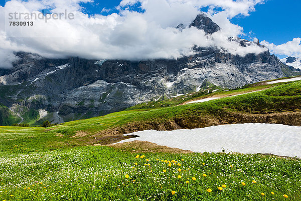 Europa Berg Wolke Blume Wiese Bern Berner Oberland Schnee Schweiz