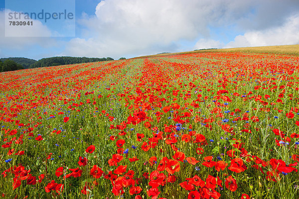 Europa Wolke Feld Mohn Mohnfeld Schweiz