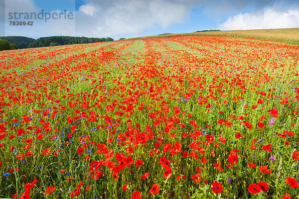 Europa Wolke Feld Mohn Mohnfeld Schweiz