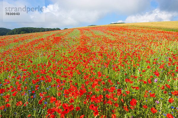 Europa Wolke Feld Mohn Mohnfeld Schweiz