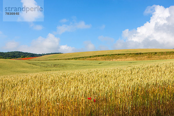 Kornfeld Europa Wolke Feld Mohn Mohnfeld Schweiz