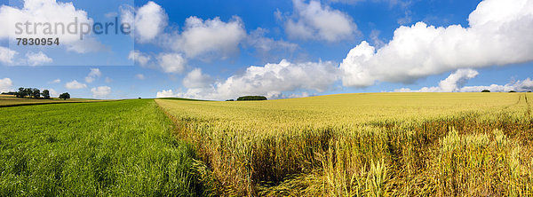 Kornfeld Europa Wolke Feld Wiese Schweiz