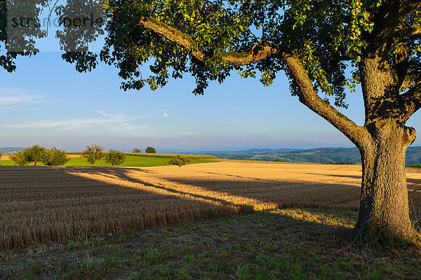 Birnbaum Kornfeld Europa schattig Baum Feld Wiese Schweiz