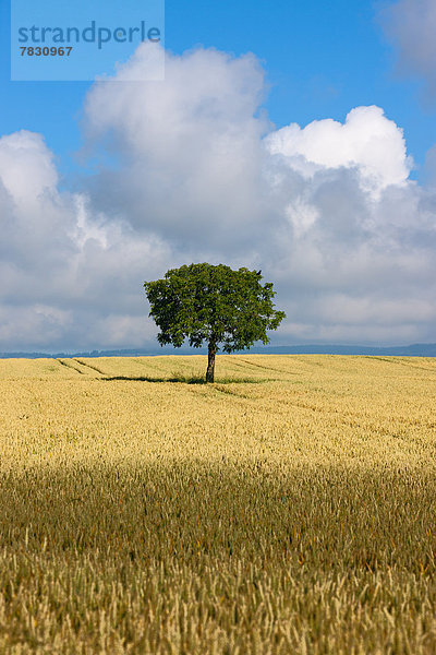 Kornfeld Europa Wolke Baum Feld Schweiz