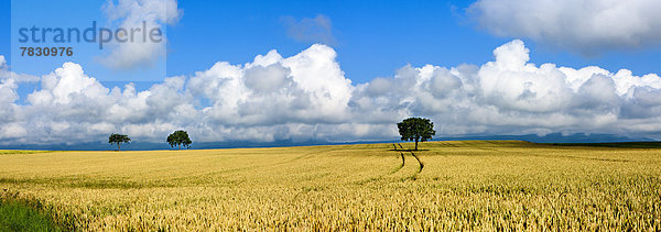 Kornfeld Europa Wolke Baum Feld Schweiz