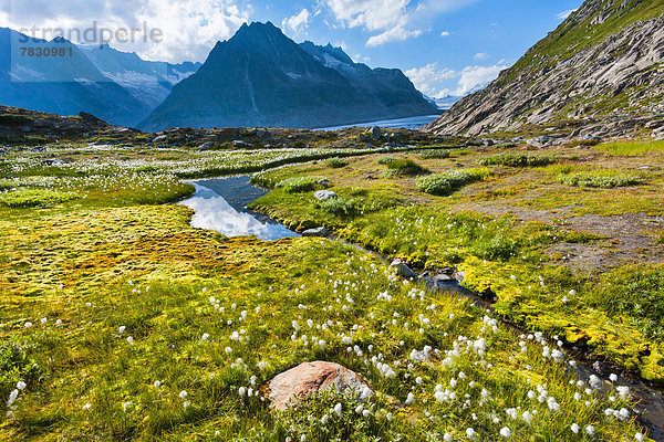 Felsbrocken Europa Berg Landschaft Steilküste Spiegelung See Natur Gletscher UNESCO-Welterbe Wollgras Moos Bergsee Schweiz Aletschgletscher