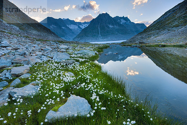 Felsbrocken Europa Berg Wolke Landschaft Steilküste Spiegelung See Natur Gletscher UNESCO-Welterbe Wollgras Bergsee Schweiz Aletschgletscher