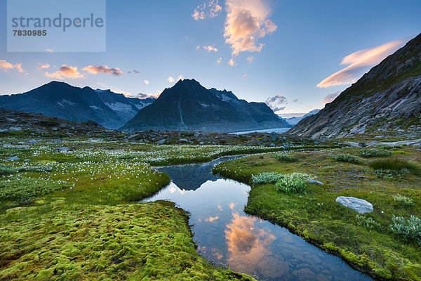 Europa Berg Wolke Landschaft Spiegelung See Natur Gletscher UNESCO-Welterbe Wollgras Moos Bergsee Schweiz Aletschgletscher