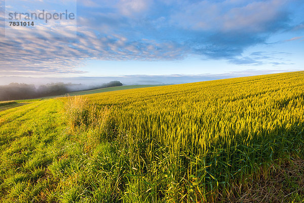 Kornfeld Europa Wolke Feld Morgendämmerung Schweiz Morgenlicht