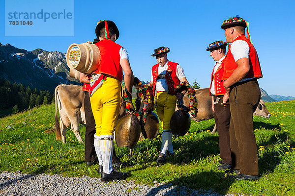 Hausrind Hausrinder Kuh Europa Tradition Berg Gesang Wiese Tracht Prozession Lied Schweiz