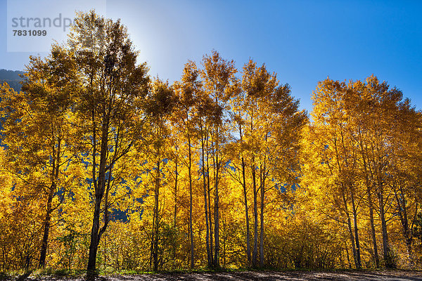 Farbaufnahme Farbe Europa Baum Herbst Kanton Graubünden Schweiz