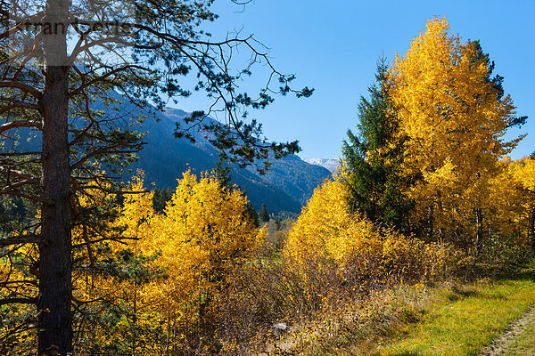 Farbaufnahme Farbe Europa Baum Herbst Kanton Graubünden Schweiz
