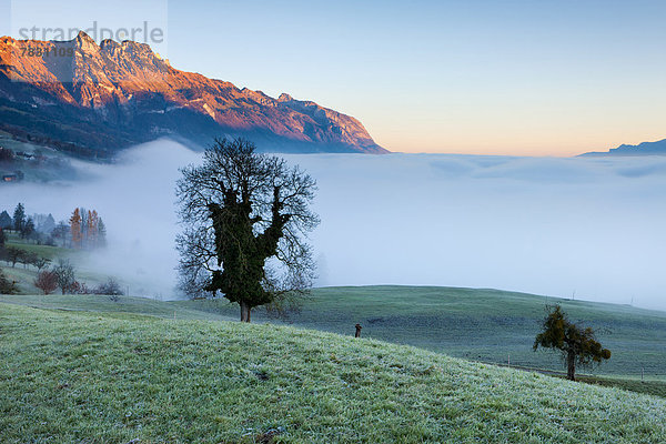 Europa Berg Baum Ansicht Morgendämmerung Rheintal Schweiz Morgenlicht Nebelmeer