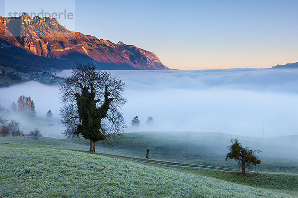Europa Berg Baum Ansicht Morgendämmerung Rheintal Schweiz Morgenlicht Nebelmeer