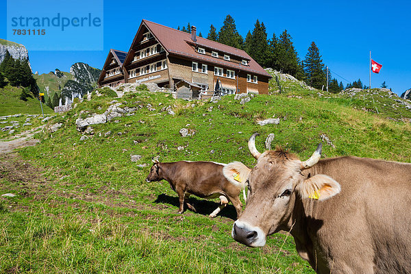 Hausrind Hausrinder Kuh Europa Restaurant Schweiz