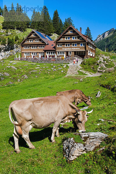 Hausrind Hausrinder Kuh Europa Restaurant Schweiz