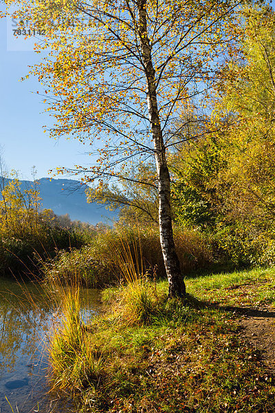 Europa fließen Fluss Herbst Birke Rheintal Schweiz