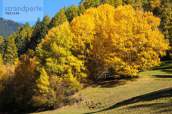 Farbaufnahme Farbe Europa Herbst Kanton Graubünden Schweiz