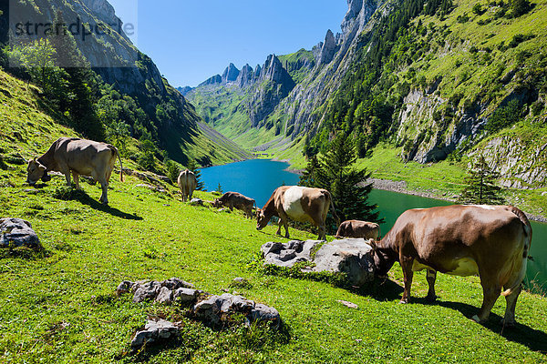 Hausrind Hausrinder Kuh Europa Berg See Bergsee Schweiz