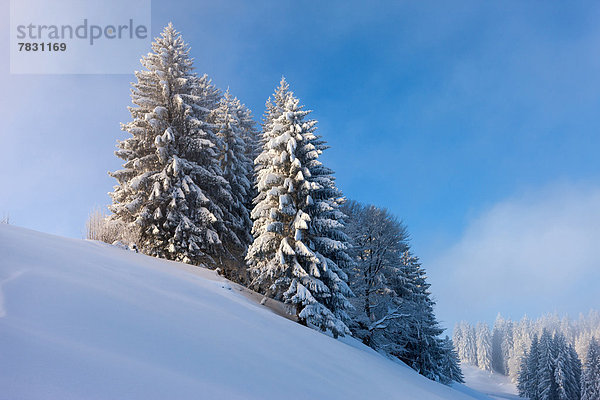 Europa Winter Wald Holz Tanne Schnee Schweiz
