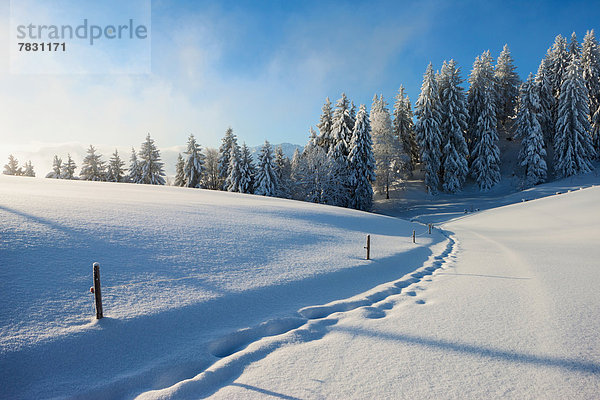 Europa Winter Wald Holz Spur Schnee Schweiz Weg