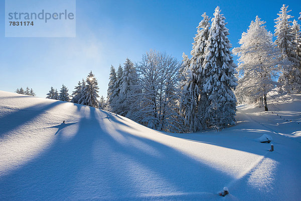 Europa Winter schattig Wald Holz Schnee Schweiz