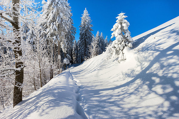 Europa Winter Wald Holz Spur Schnee Schweiz Weg