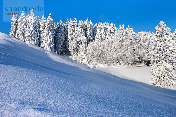 Europa Winter Wald Holz Schnee Schweiz
