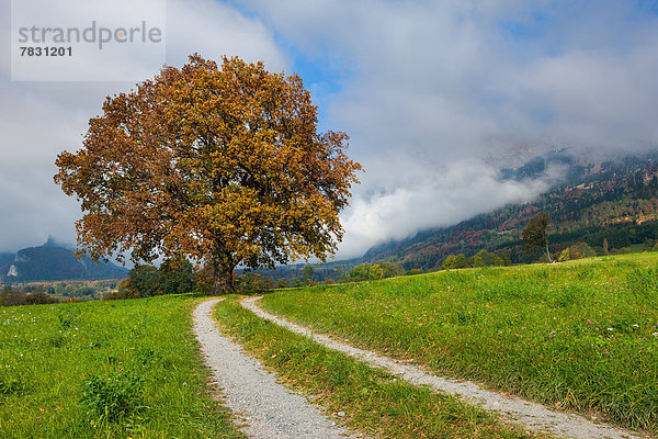 Farbaufnahme Farbe Europa Wolke Baum Herbst Eiche Wiese Kanton Graubünden Schweiz Weg