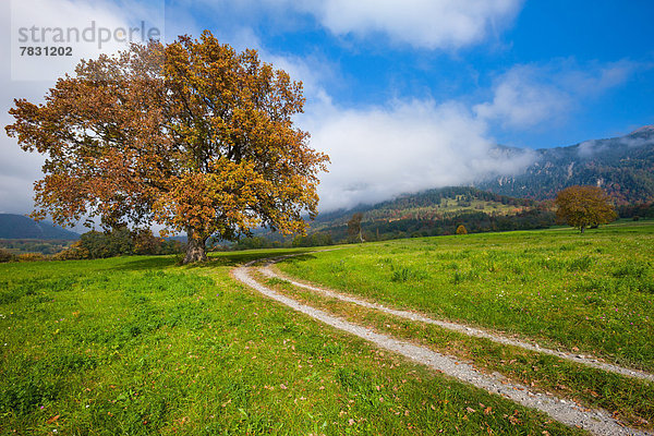 Farbaufnahme Farbe Europa Wolke Baum Herbst Eiche Wiese Kanton Graubünden Schweiz Weg
