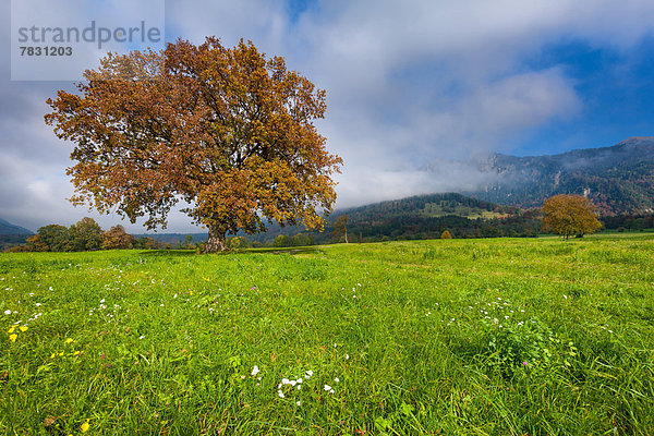 Farbaufnahme Farbe Europa Wolke Baum Herbst Eiche Wiese Kanton Graubünden Schweiz