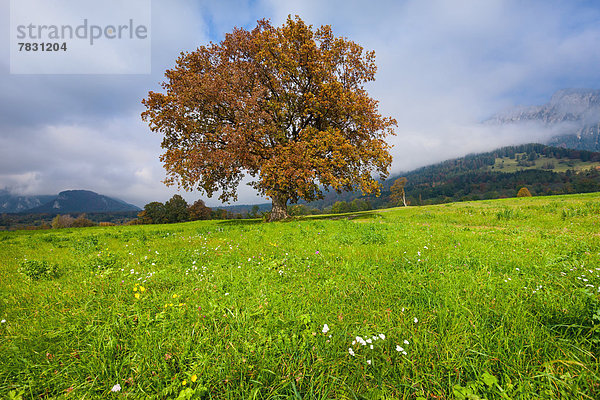 Farbaufnahme Farbe Europa Wolke Baum Herbst Eiche Wiese Kanton Graubünden Schweiz