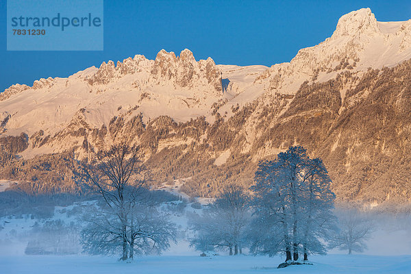 Europa Berg Winter Baum Dunst Nebel Rheintal Schnee Schweiz Morgenstimmung