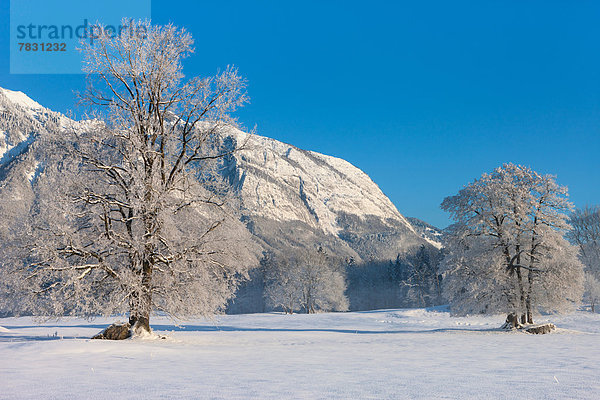 Europa Berg Winter Baum Morgendämmerung Rheintal Schnee Schweiz Morgenlicht