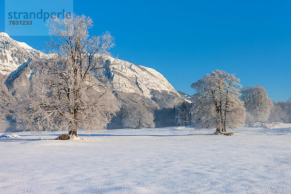 Europa Berg Winter Baum Morgendämmerung Rheintal Schnee Schweiz Morgenlicht