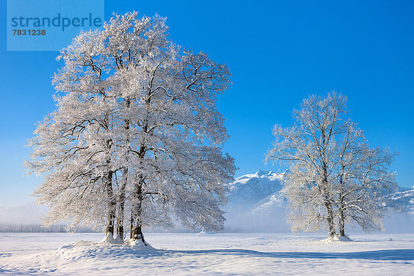Europa Winter Baum Morgendämmerung Rheintal Schnee Schweiz Morgenlicht
