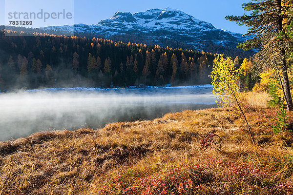 Europa Berg Wald See Nebel Holz Herbst Morgendämmerung Kanton Graubünden Seeufer Engadin Oberengadin Schweiz Morgenlicht