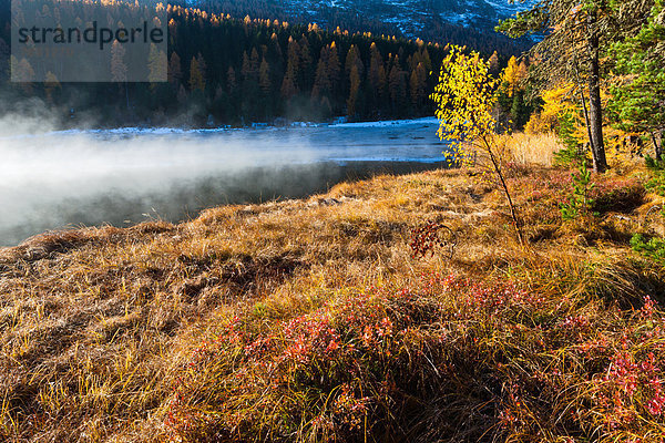 Europa Wald See Nebel Holz Herbst Morgendämmerung Kanton Graubünden Seeufer Engadin Oberengadin Schweiz Morgenlicht