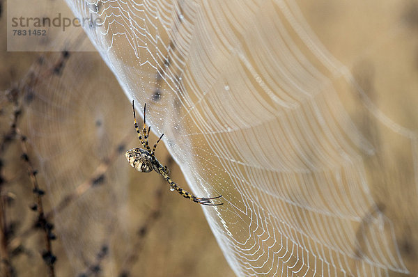 Spinnwebe  Frankreich  Europa  Tier  Tau  Tautropfen  Insekt  Spinne